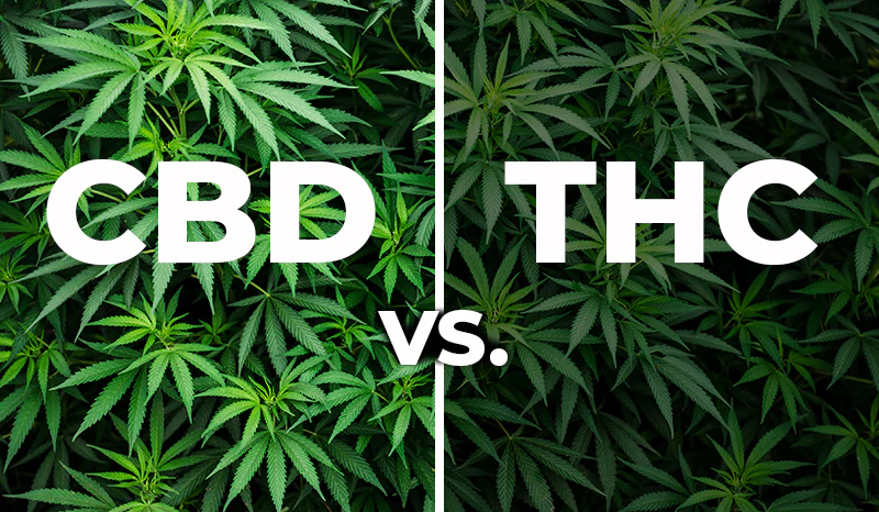 CBD vs THC Canada