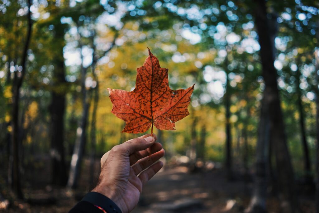 Best CBD in Canada